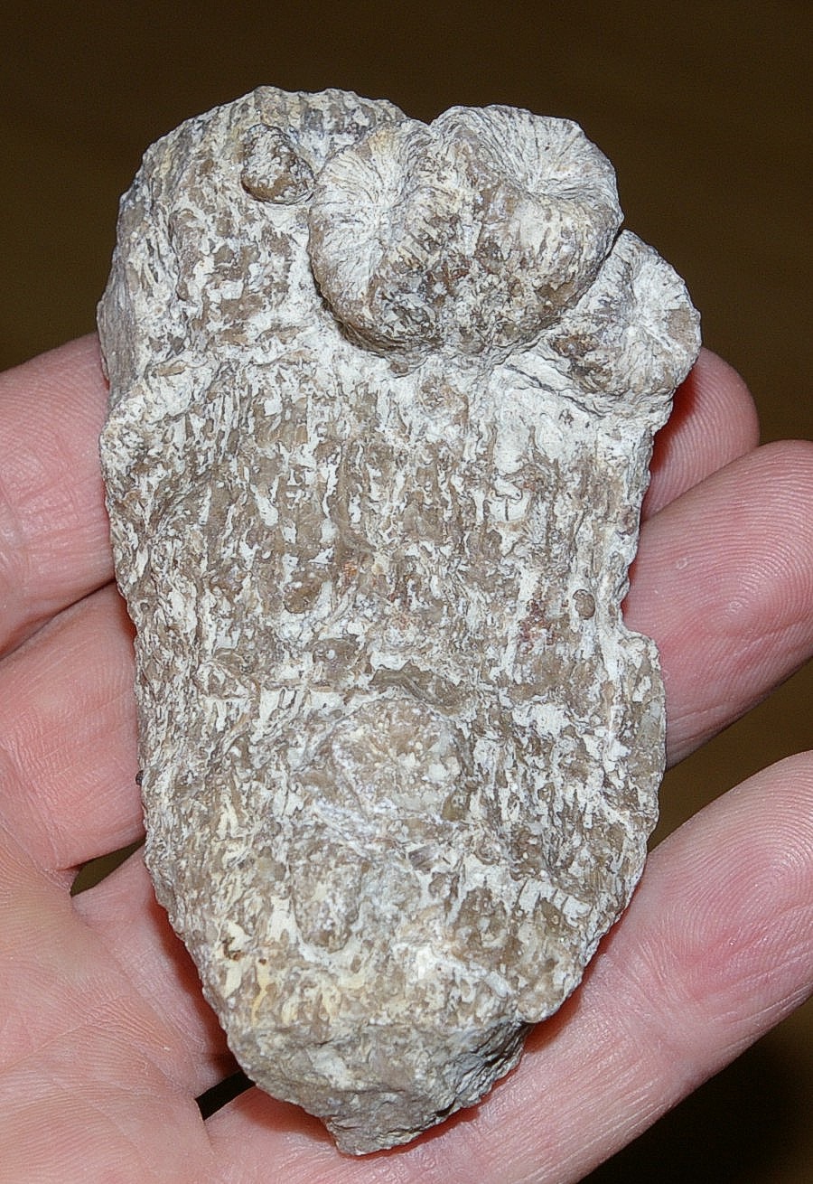 trochoseris