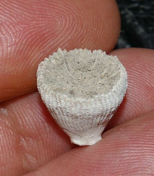 Delthocyatus italicus