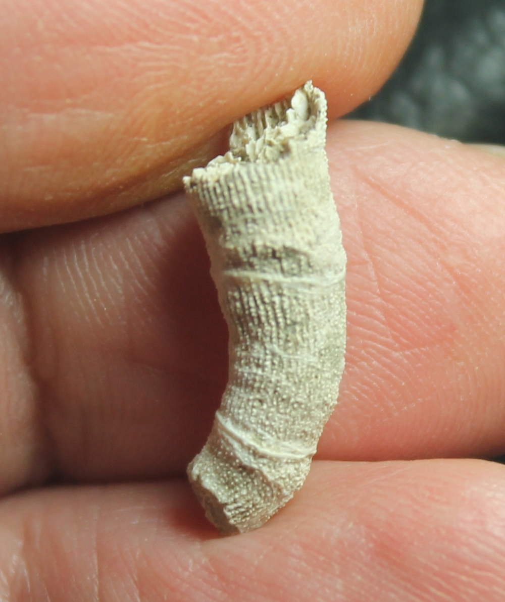 Dendrophylia guidottii