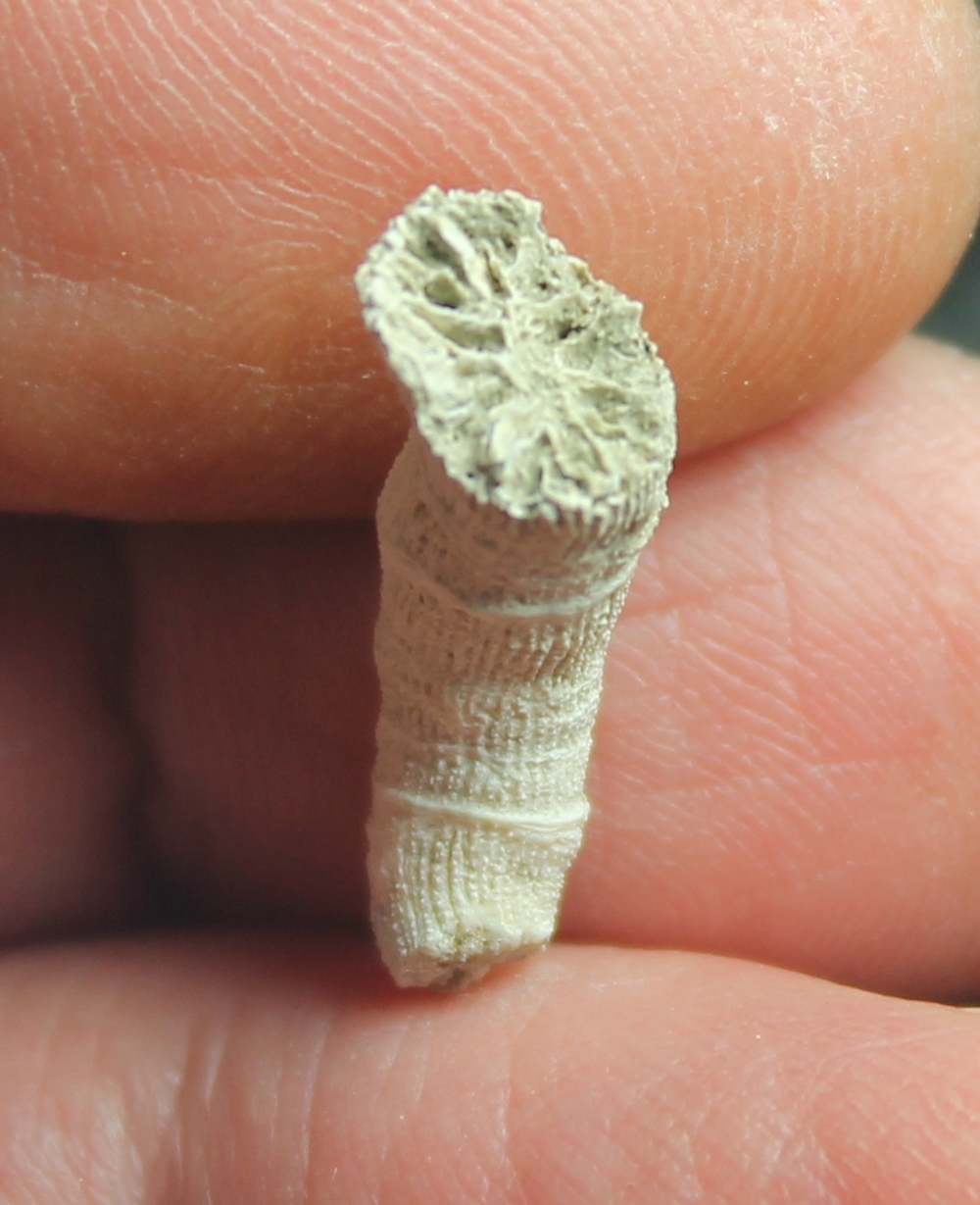 Dendrophylia guidottii