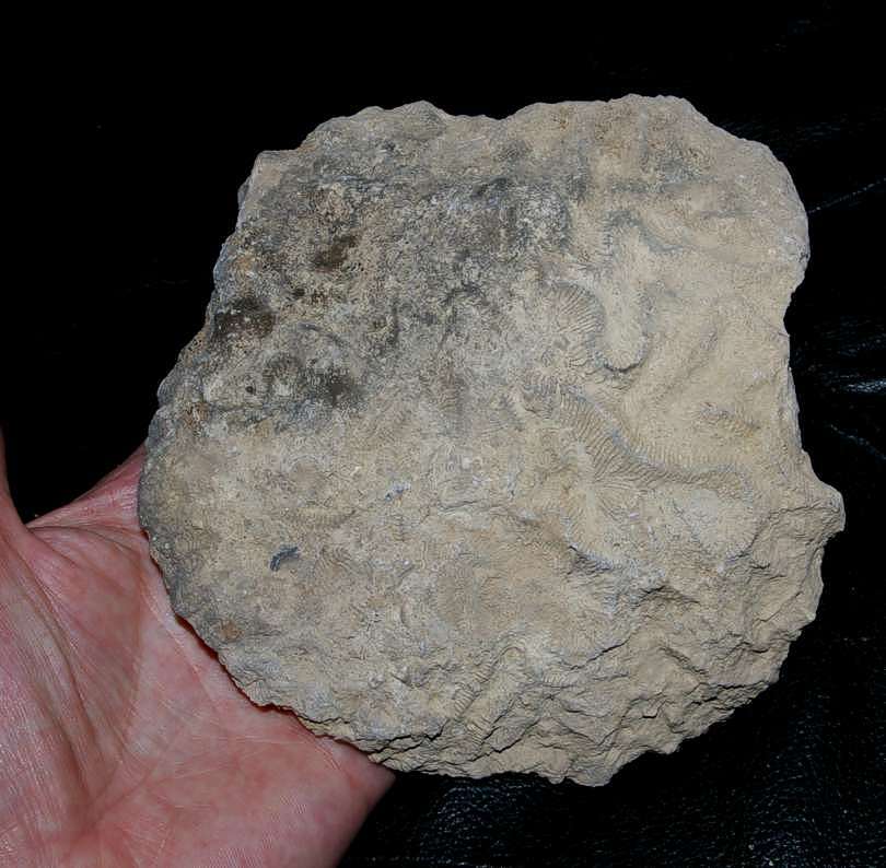 Colpophyllia stellata