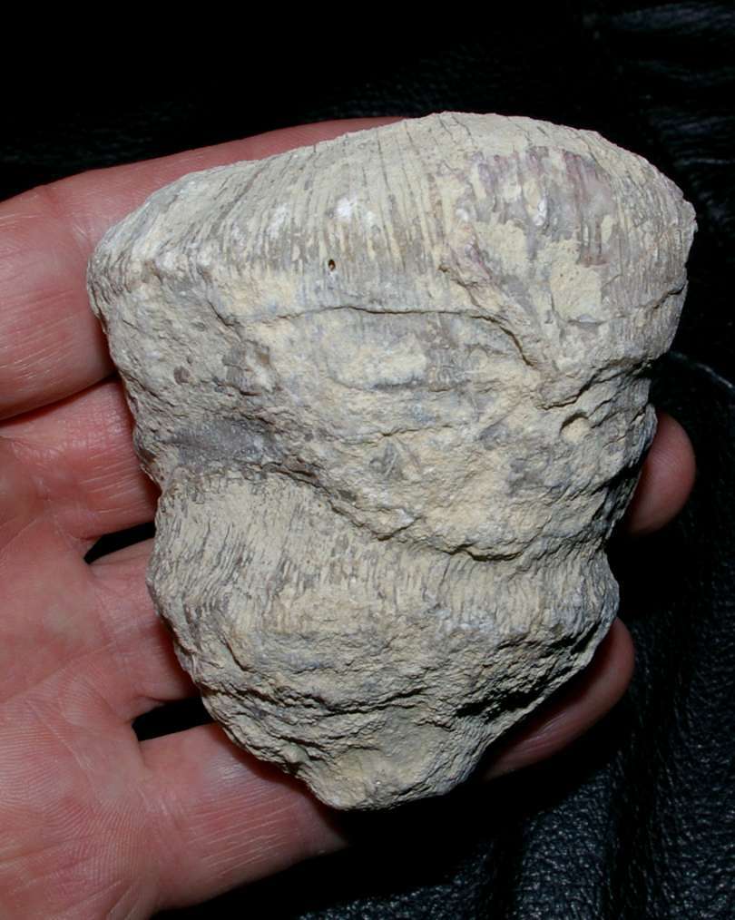 Montlivaltia labiata