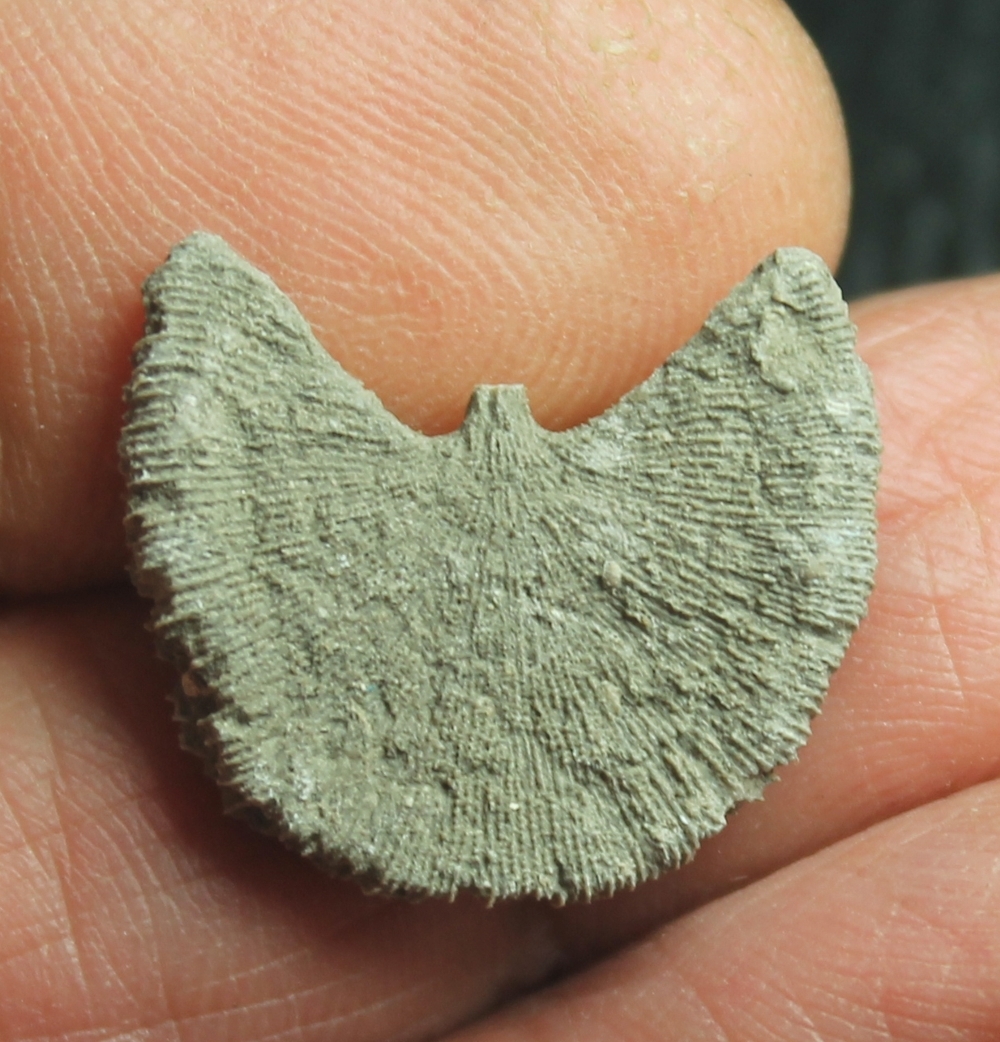 Cretaceous fossil coral