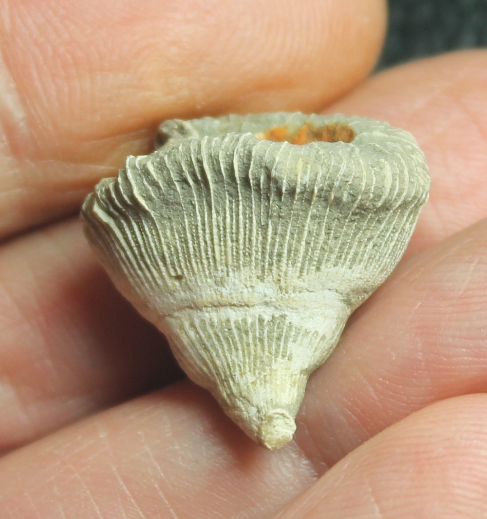 Pattalophyllia Sinuosa fossil coral