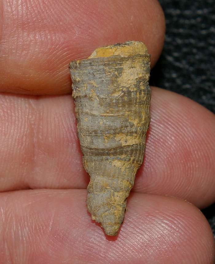 Ceratophyllum typus