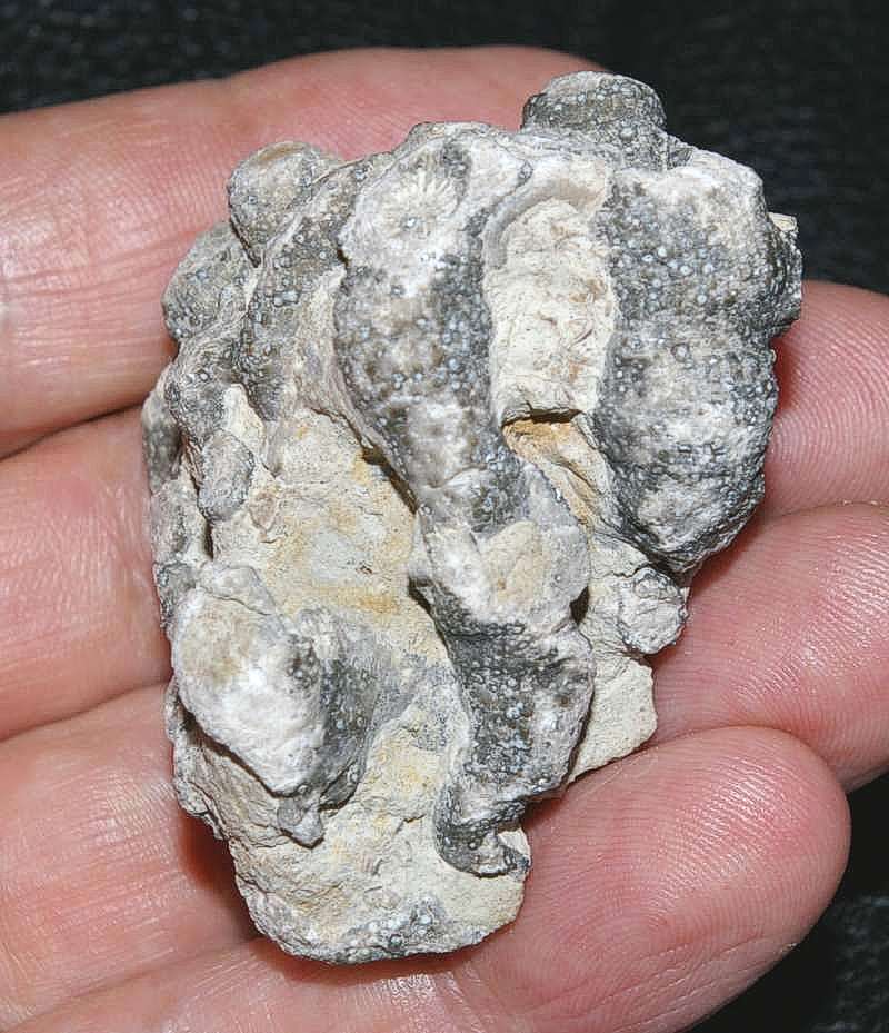 Silurian coral