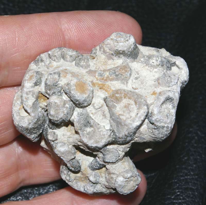 Spongophylloides