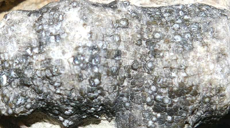 Tabulate coral