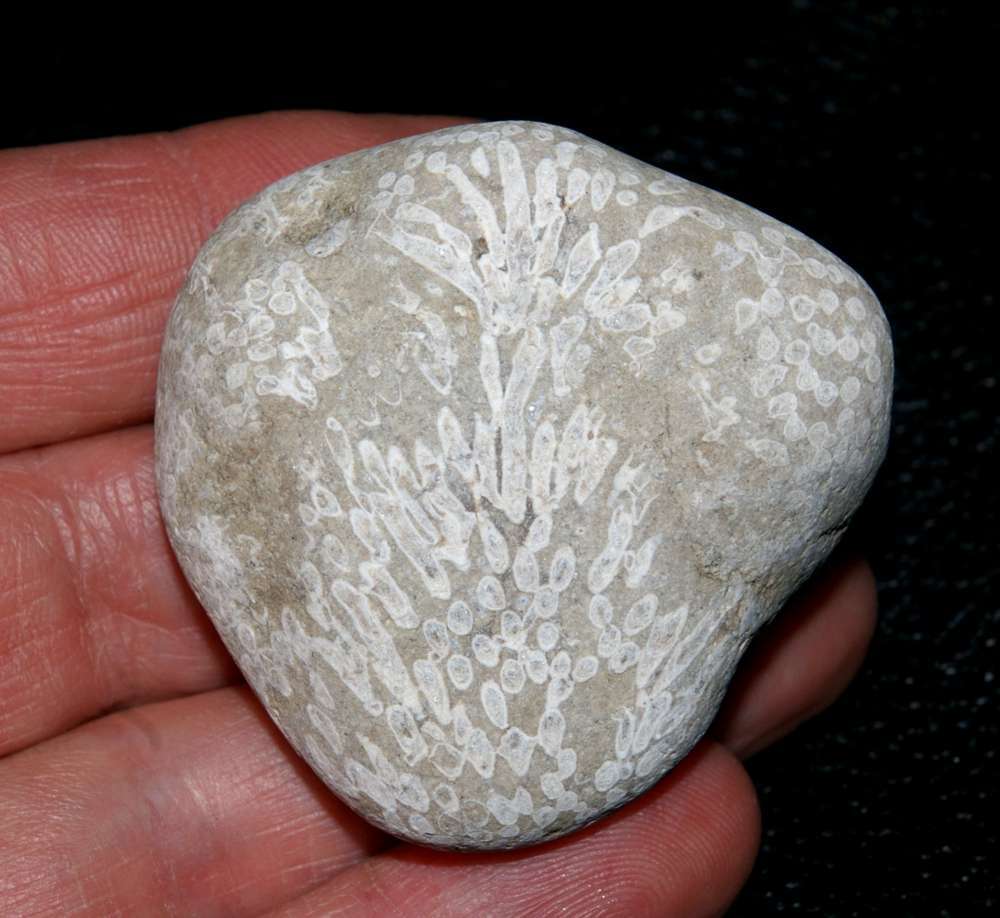 Tabulate coral