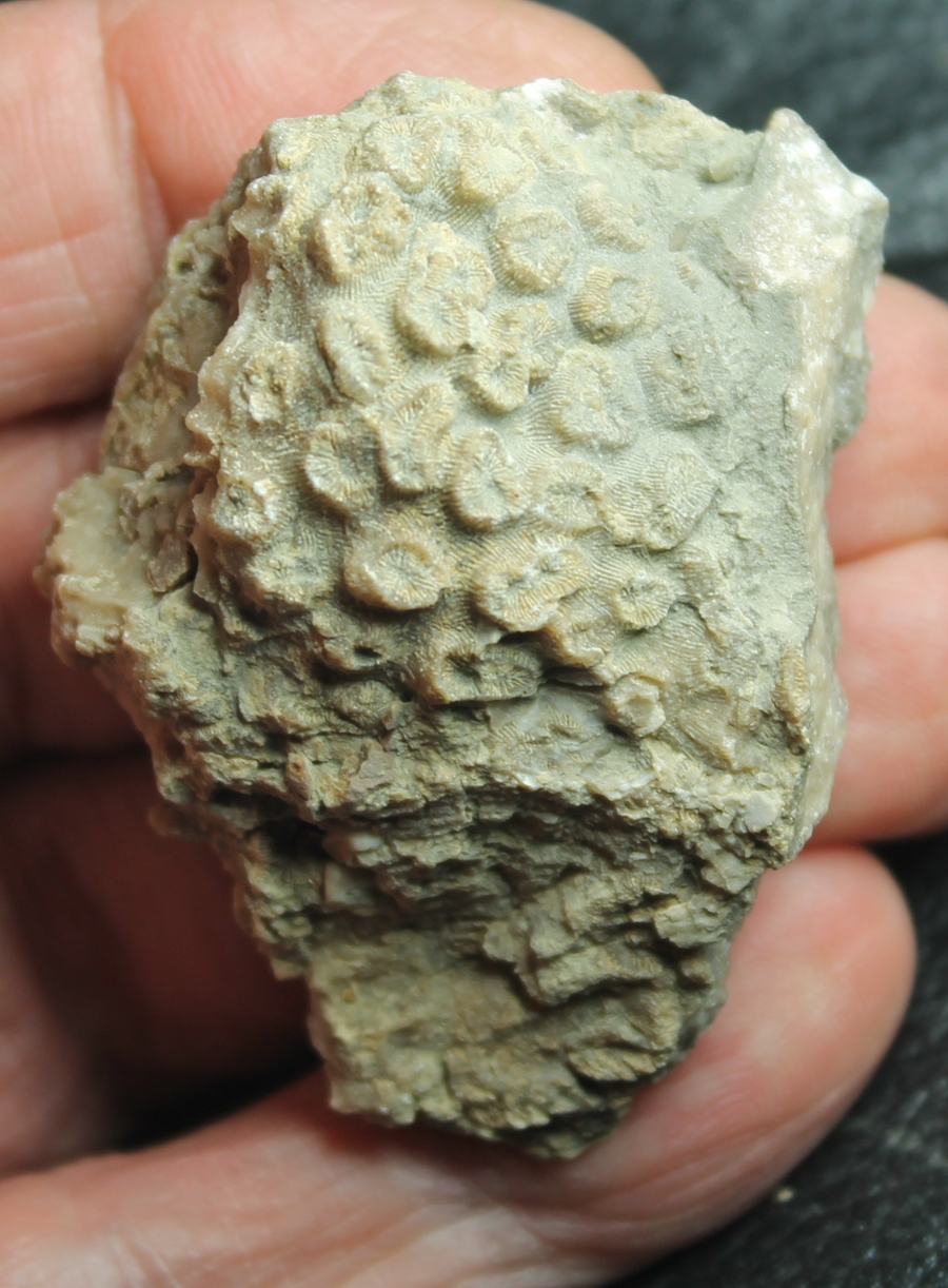 Aptian coral