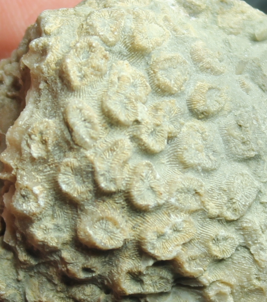 Cretaceous coral