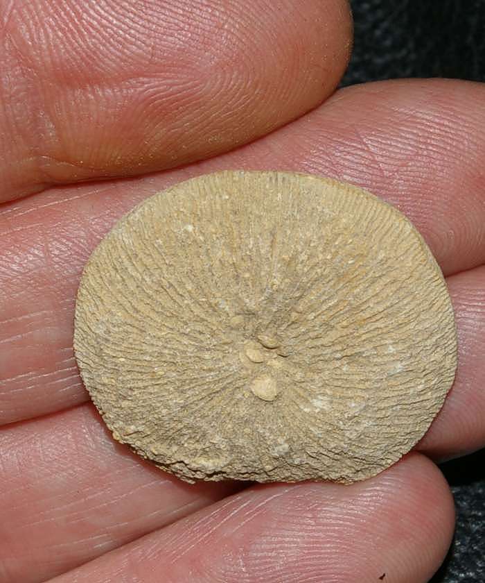 Aptian coral