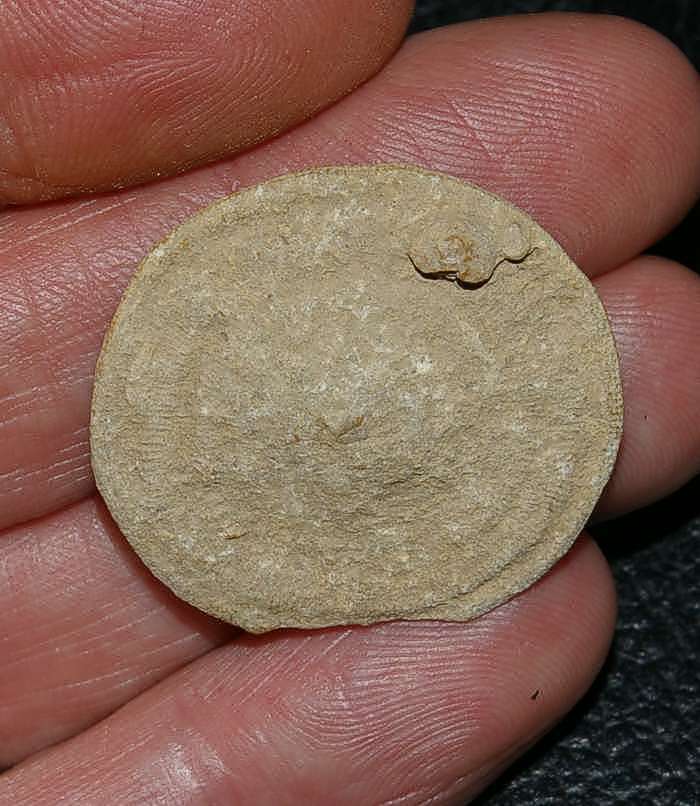 Cretaceous coral