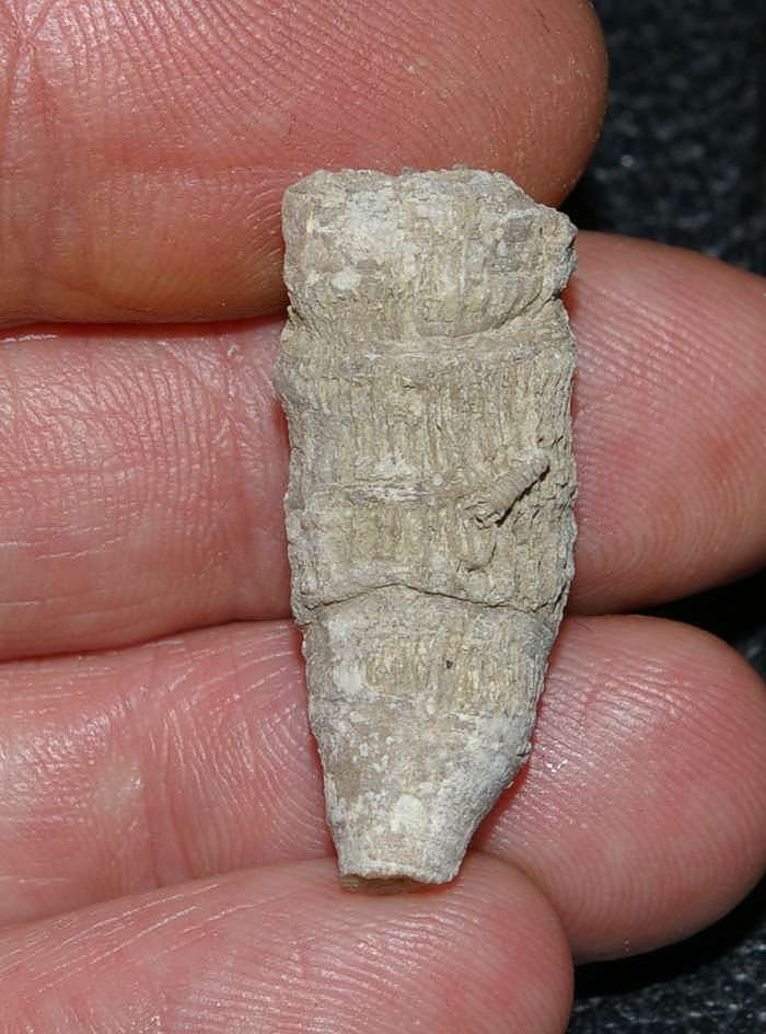 Aptian coral