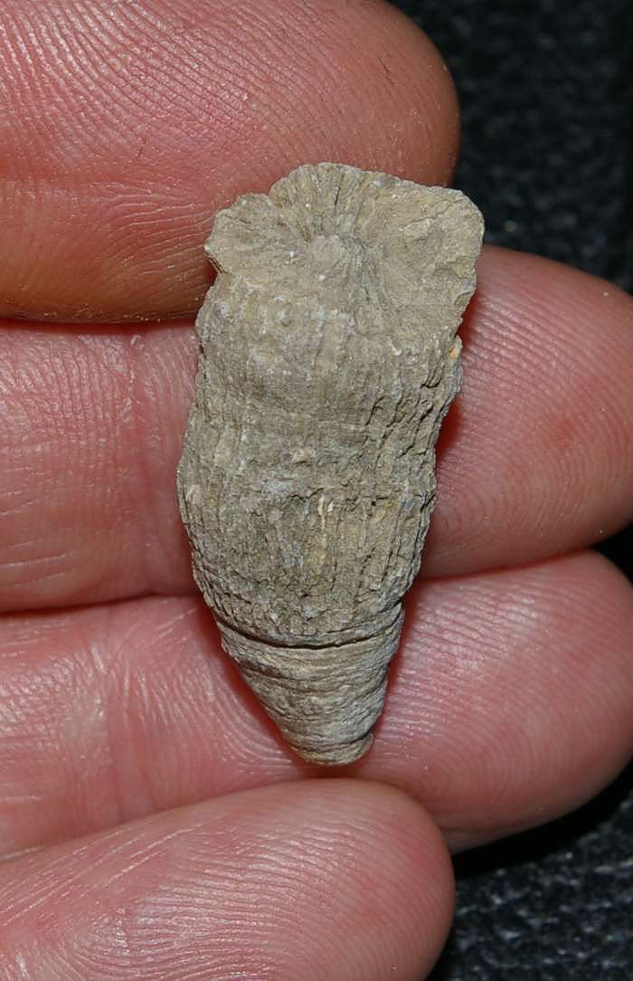 Cretaceous coral