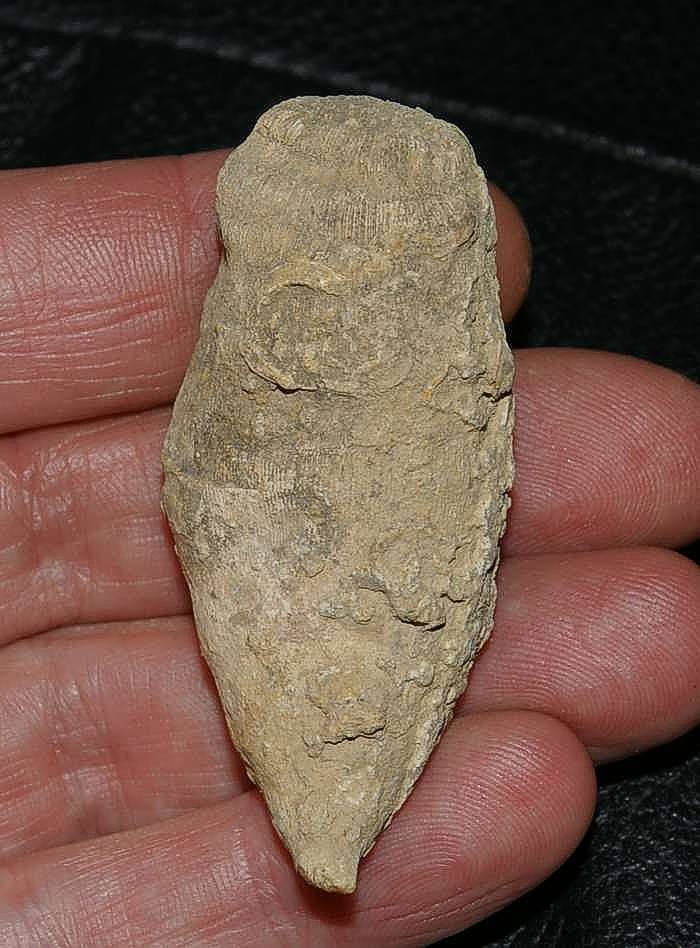 Aptian coral