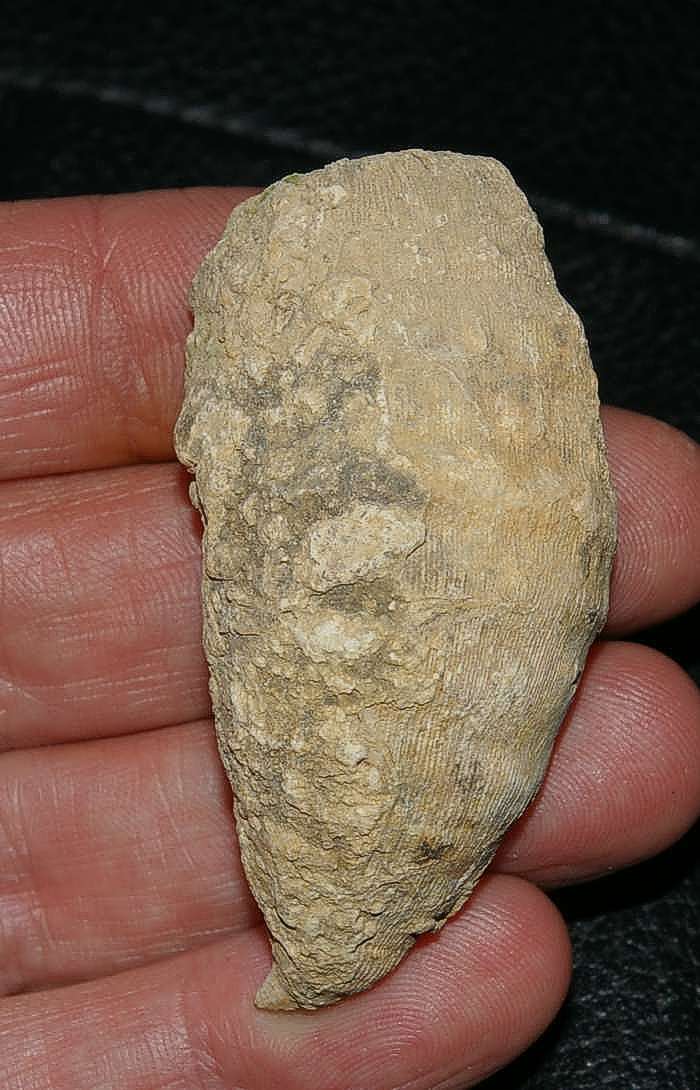 Cretaceous coral