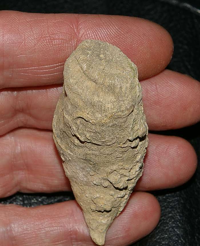 Cretaceous coral