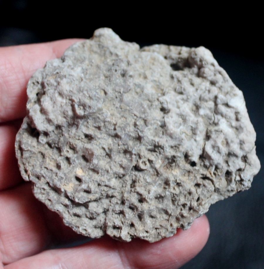 Aptian coral