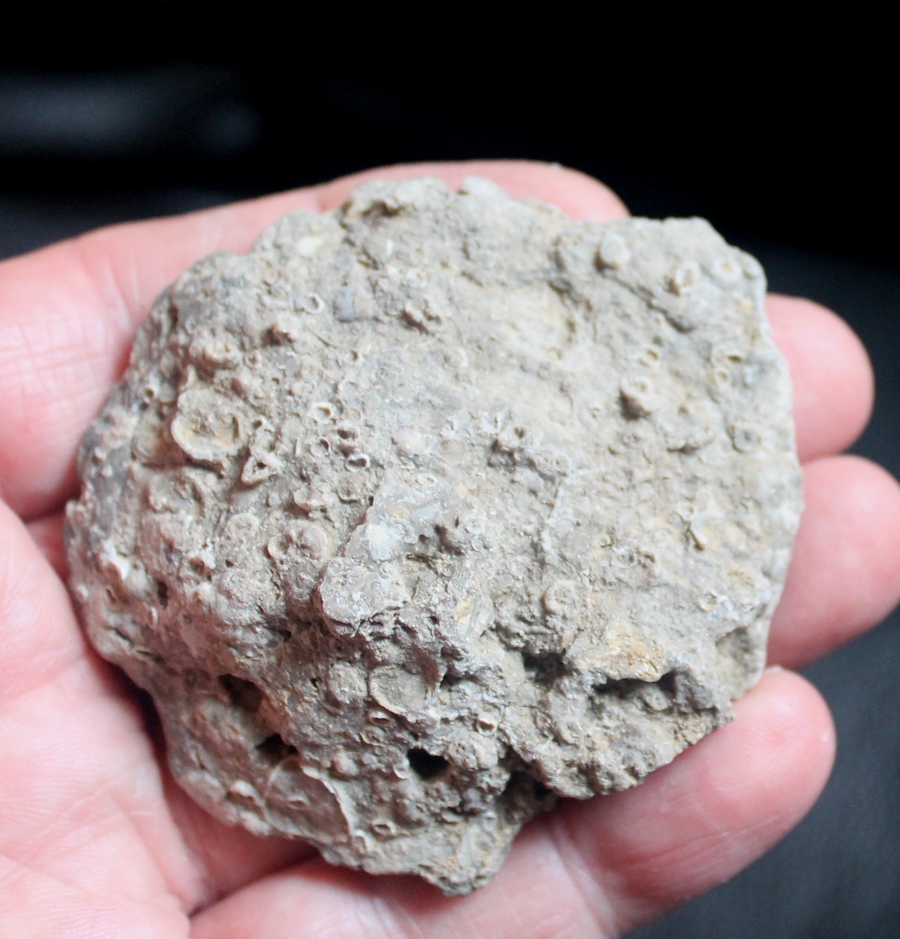 Cretaceous coral