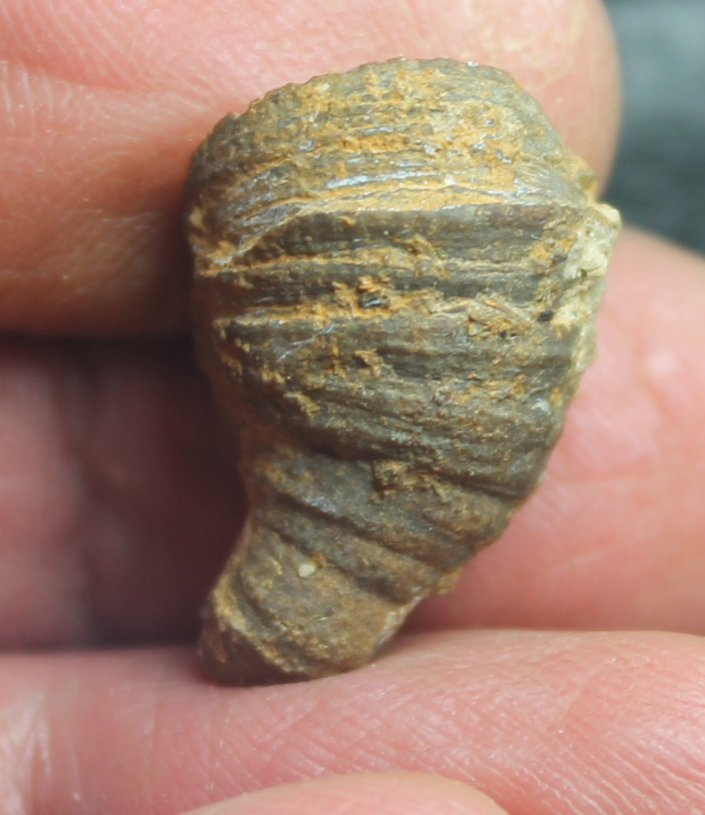 Macgeea bathycalyx