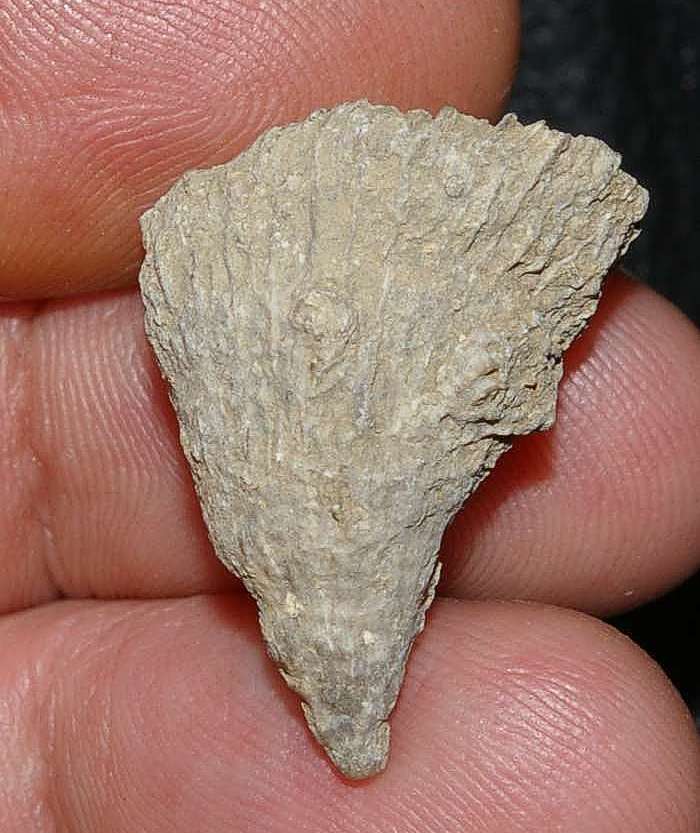 Aptian coral