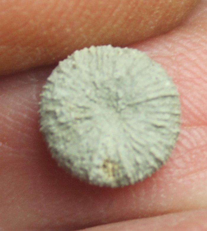 Trochocyathus