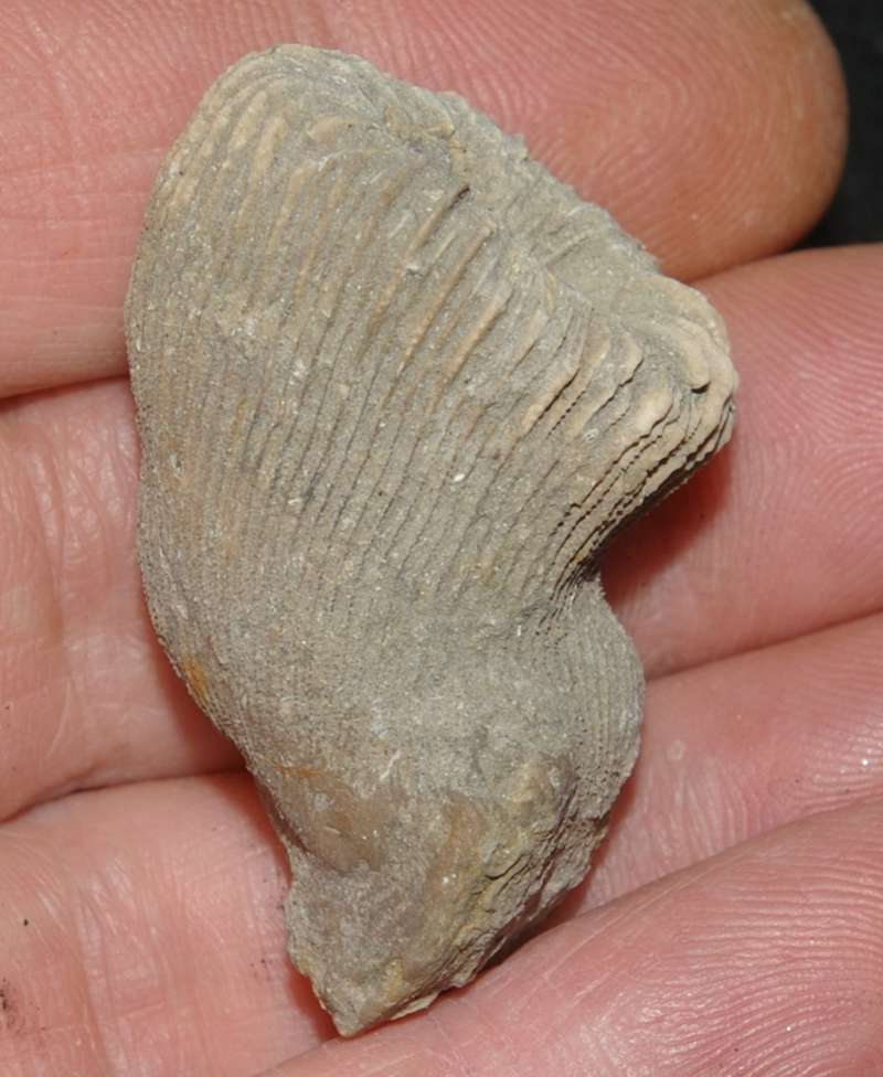Placosmilia gracilis