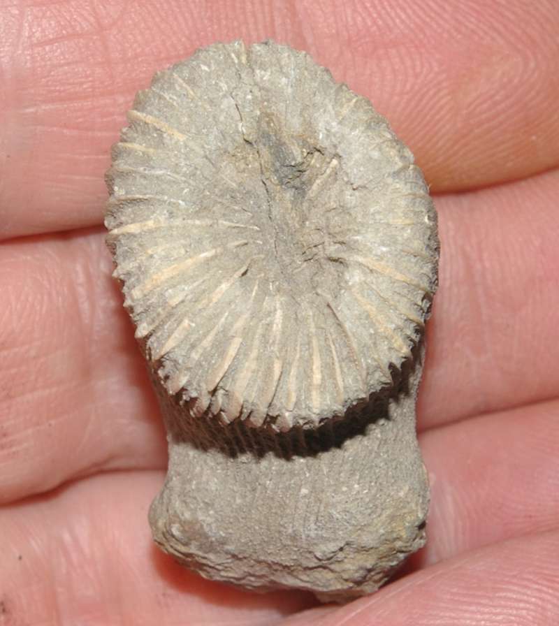 Placosmilia gracilis