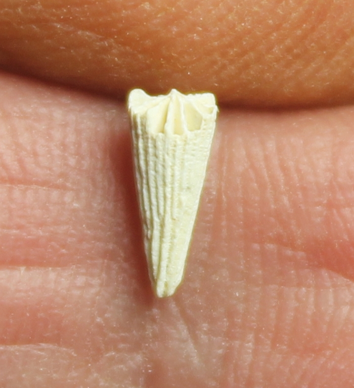 Turbinolia sulcata