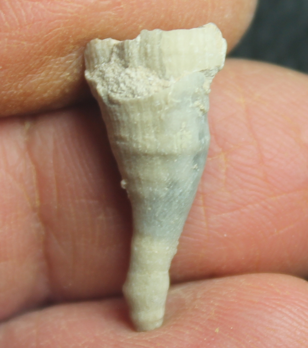 Parasmilia centralis