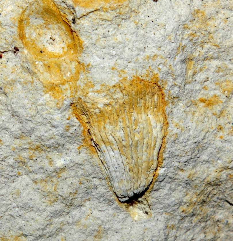 fossil coral