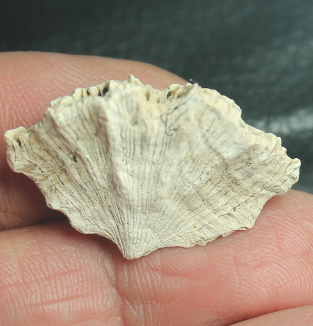 Flabellum roisyanum