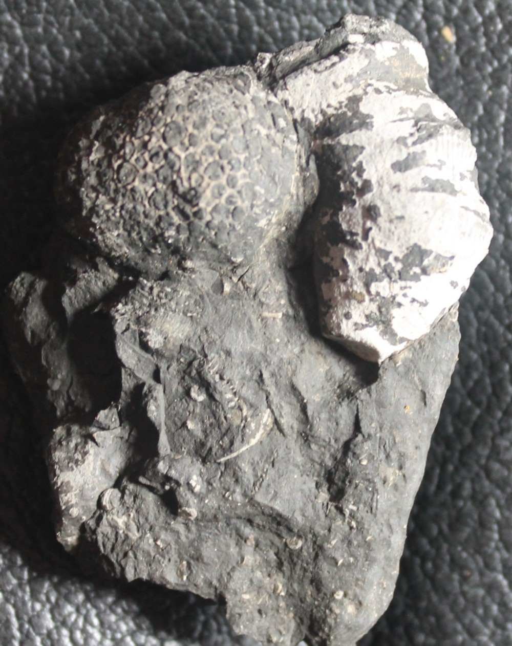 fossil coral