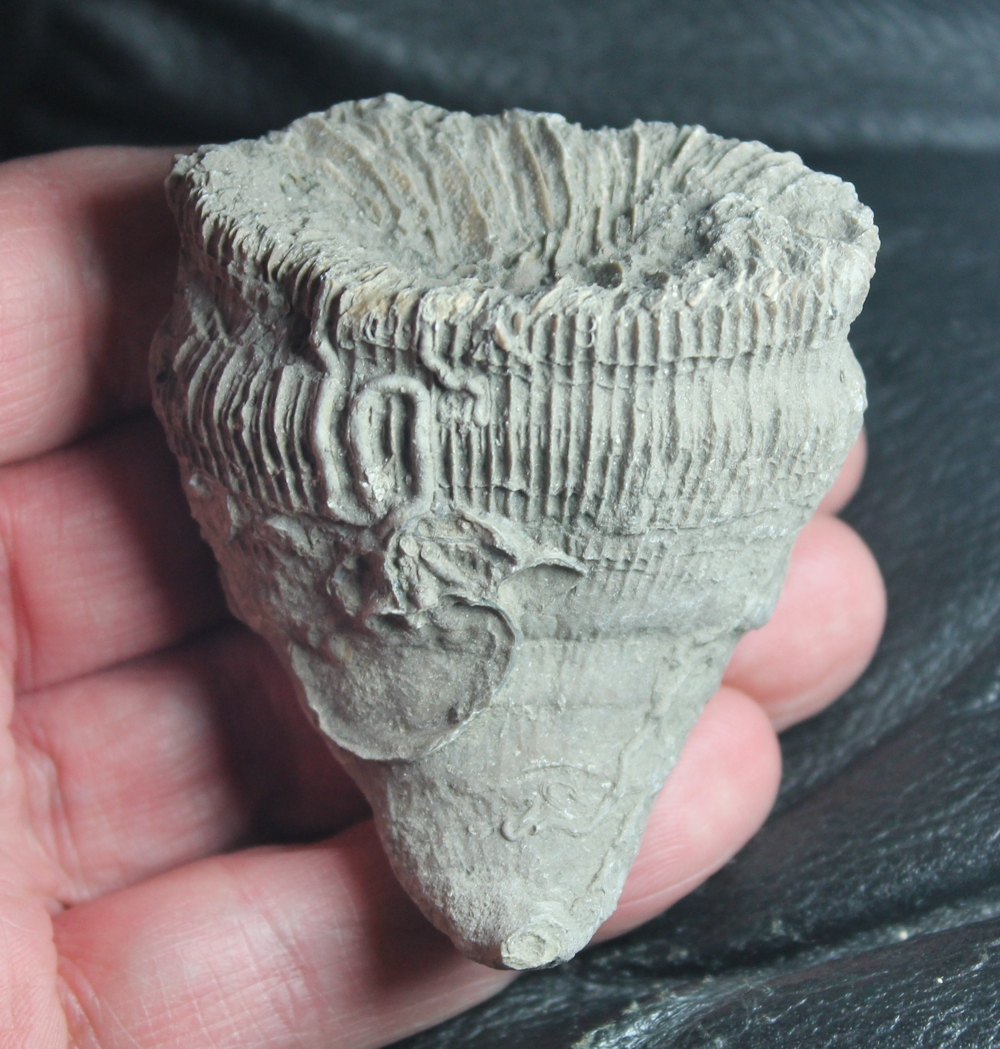 Aulosmilia archiaci