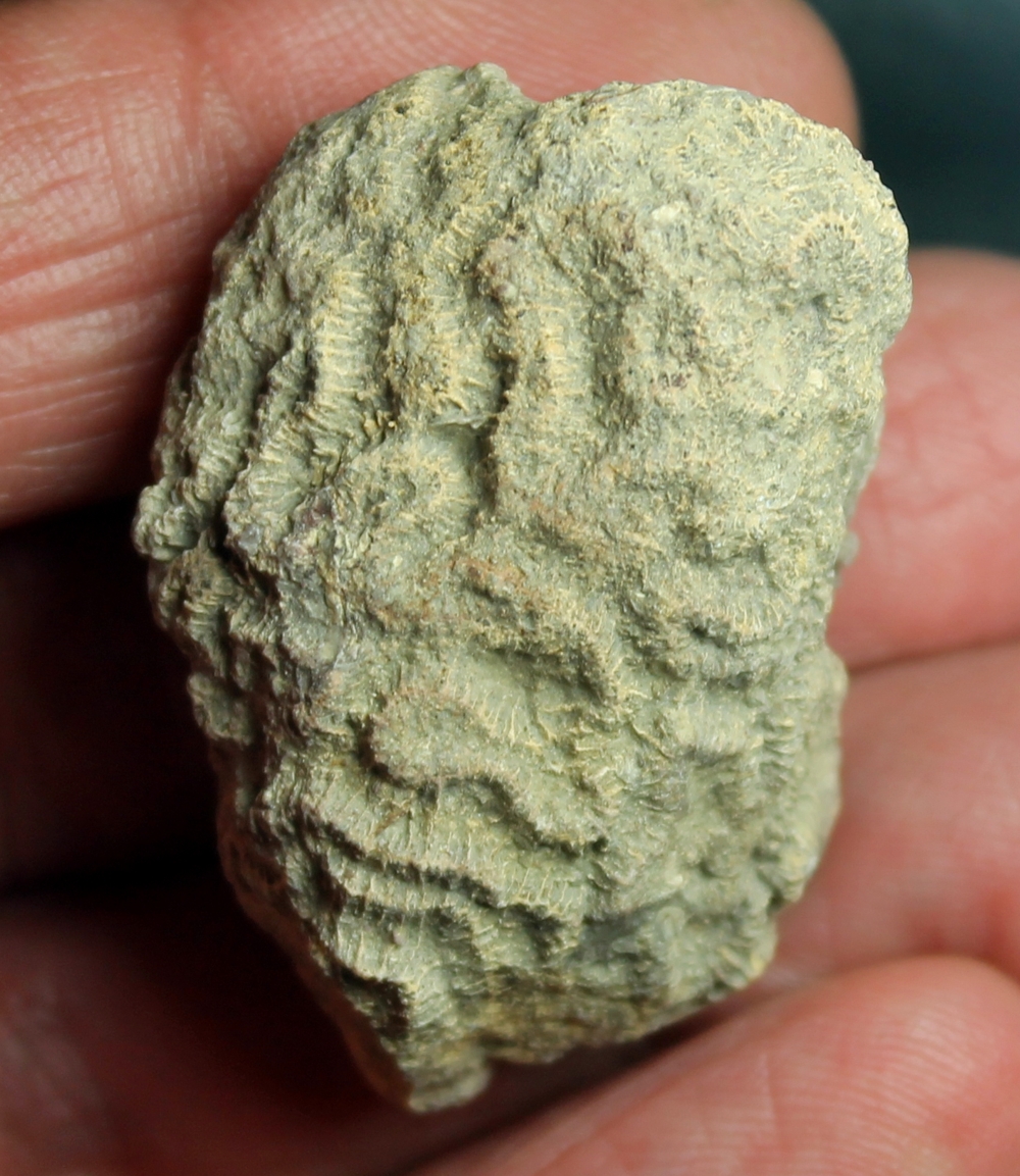 Pachygyra crassolamellosa  