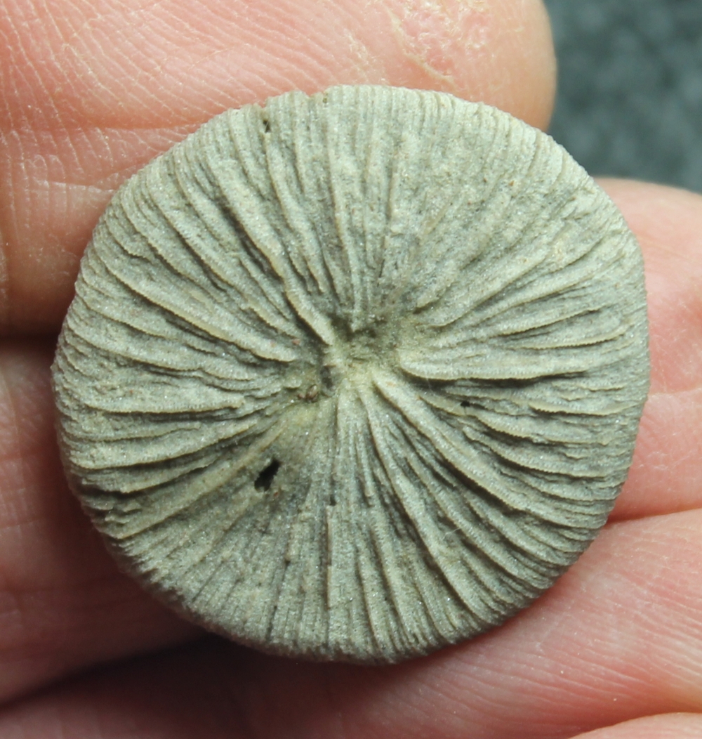 Funginellastraea barcelonensis