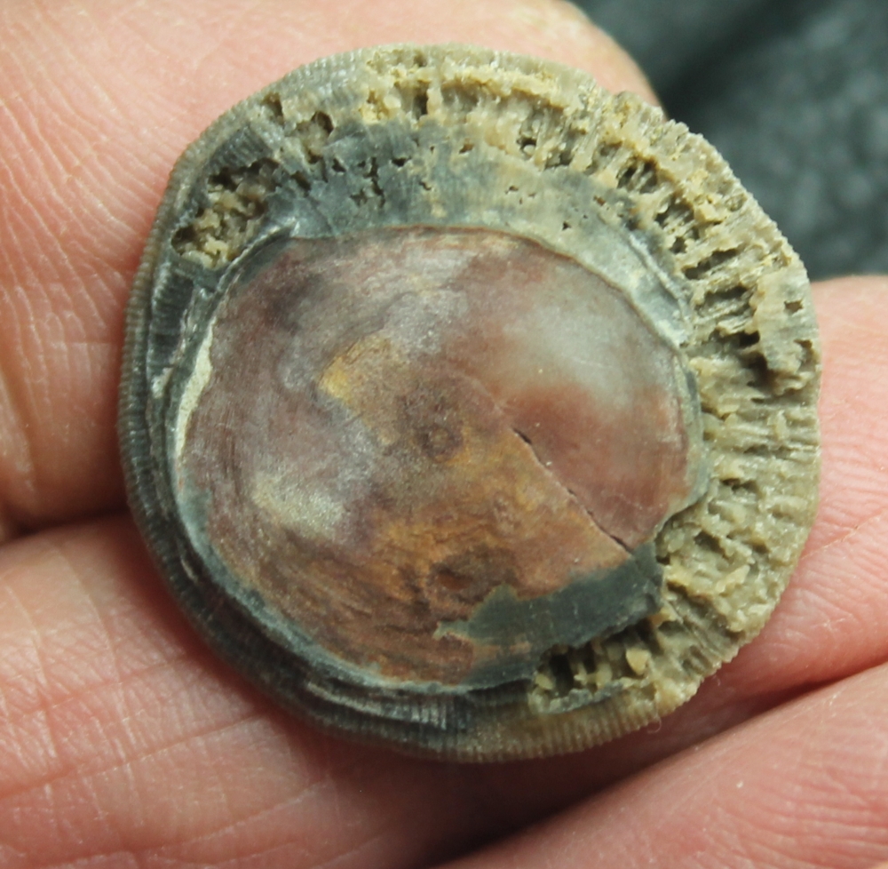 Eocene fossil Coral