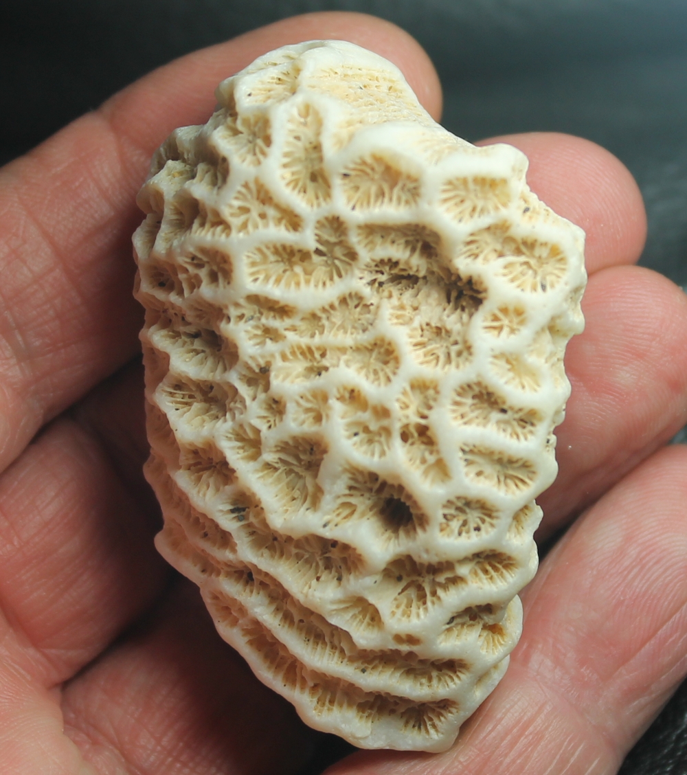 Acanthastraea mayeri