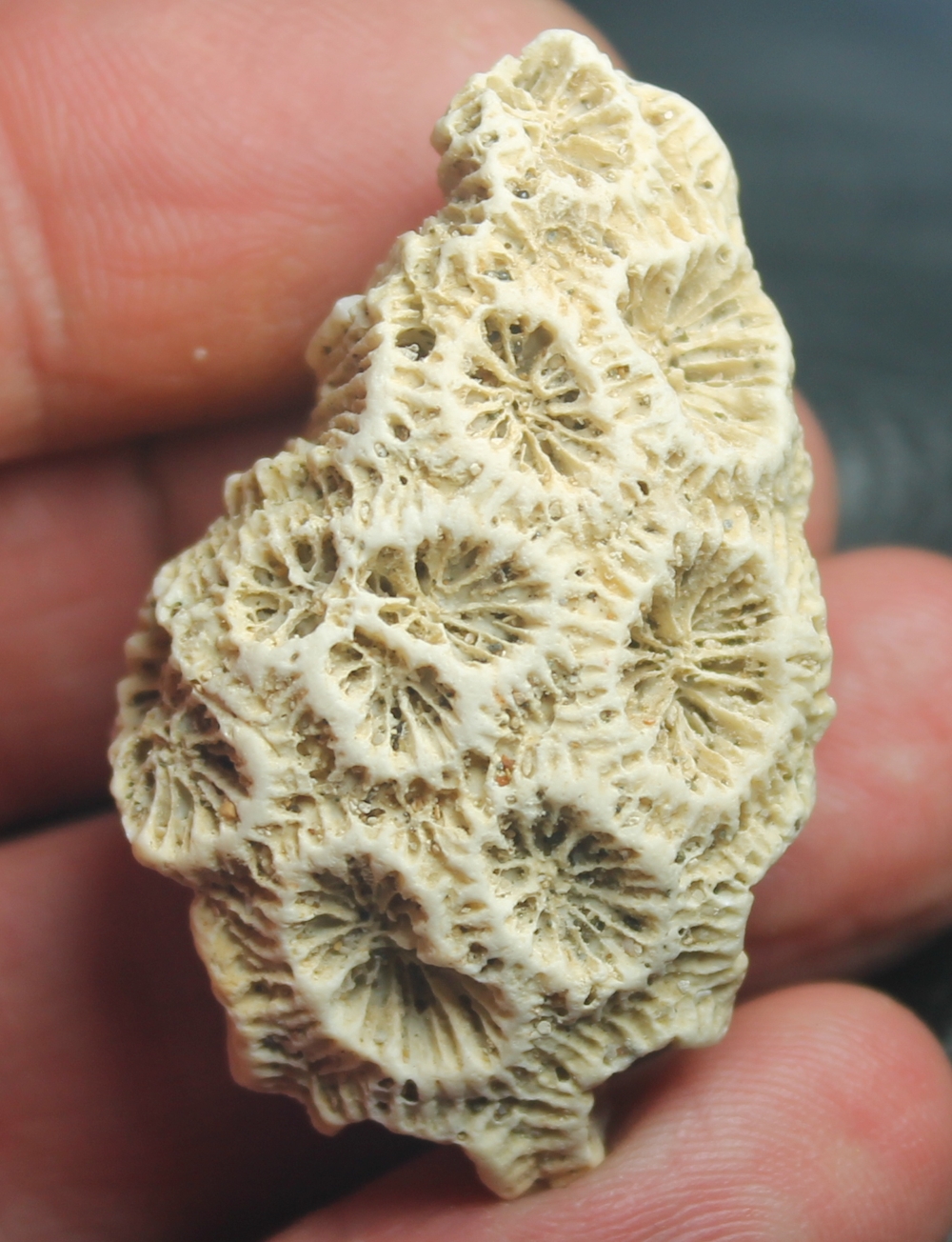 Siderastrea italica