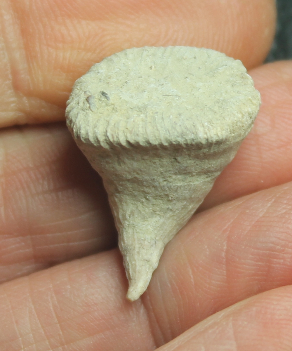Ceratotrochus costatus 