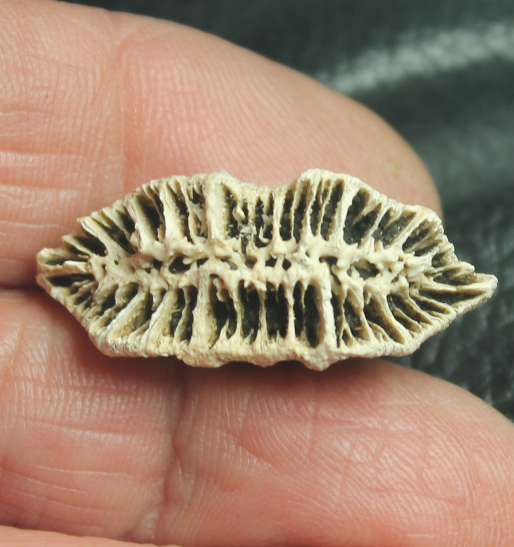 Flabellum roisyanum