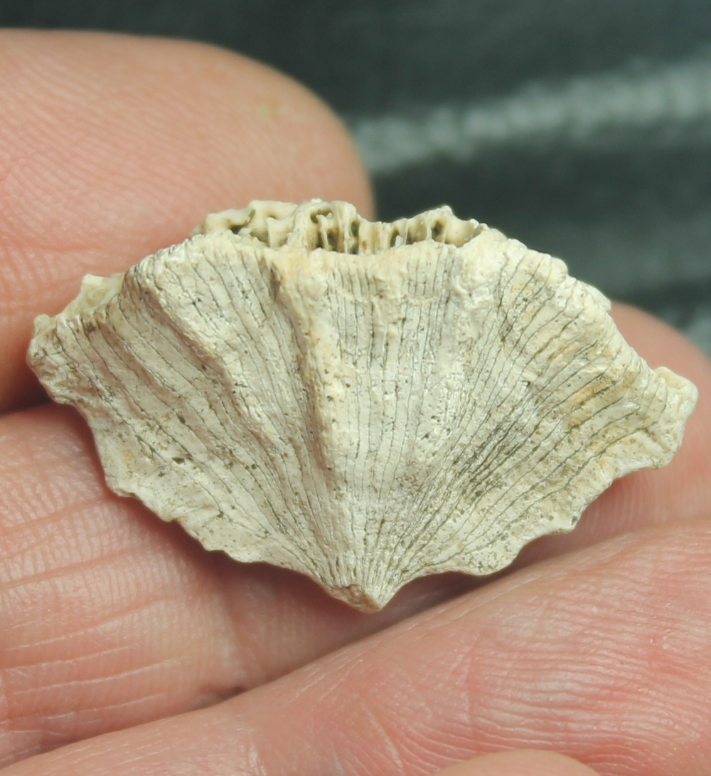 Miocene fossil coral