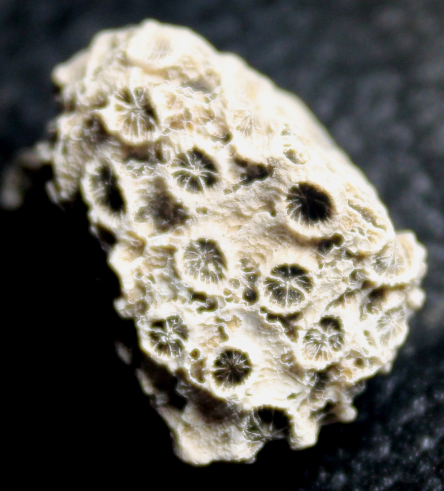  Palaeoplesiastraea desmoulinsi
