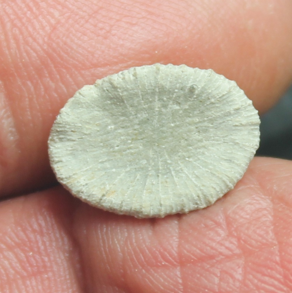 Pattalophyllia dilatata Felix, 1909