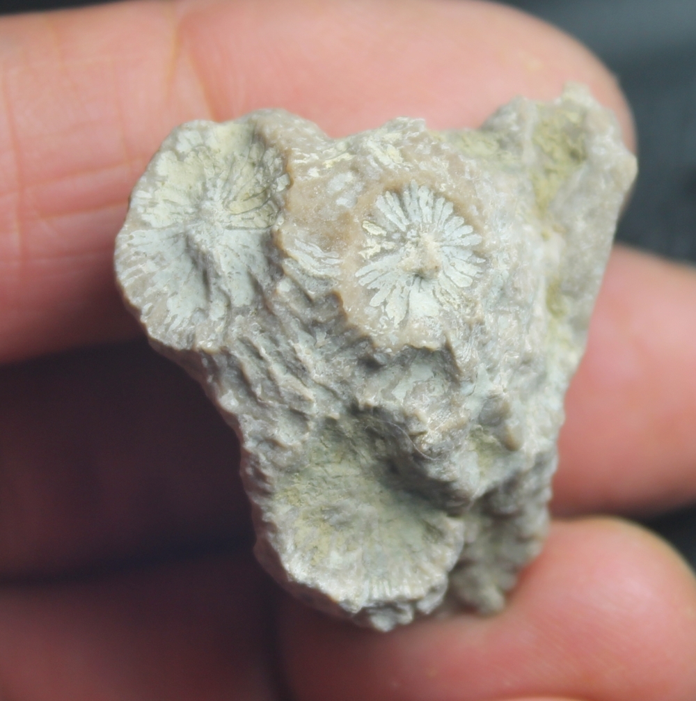 Orbicella friulana