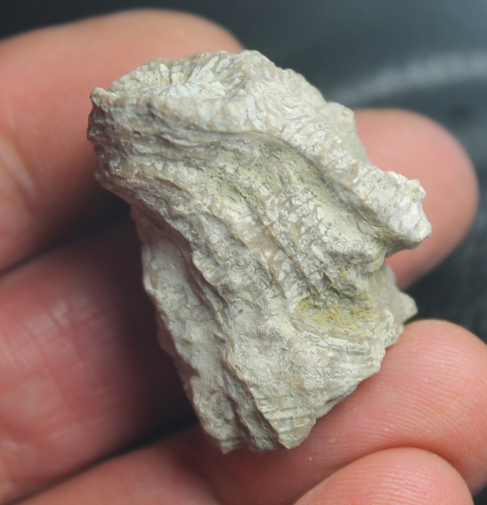Eocene fossil coral