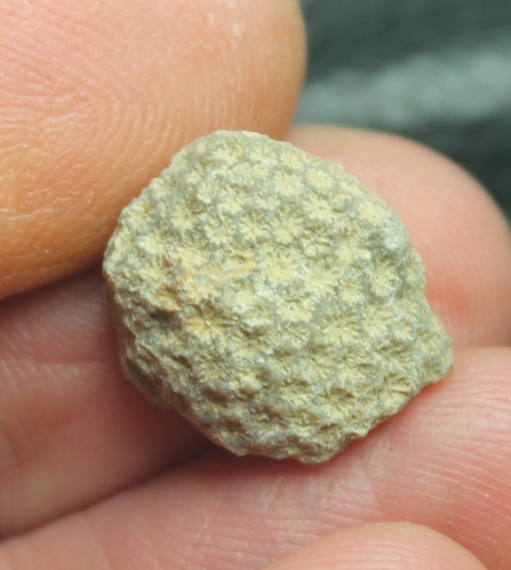 Columactinastraea formosa
