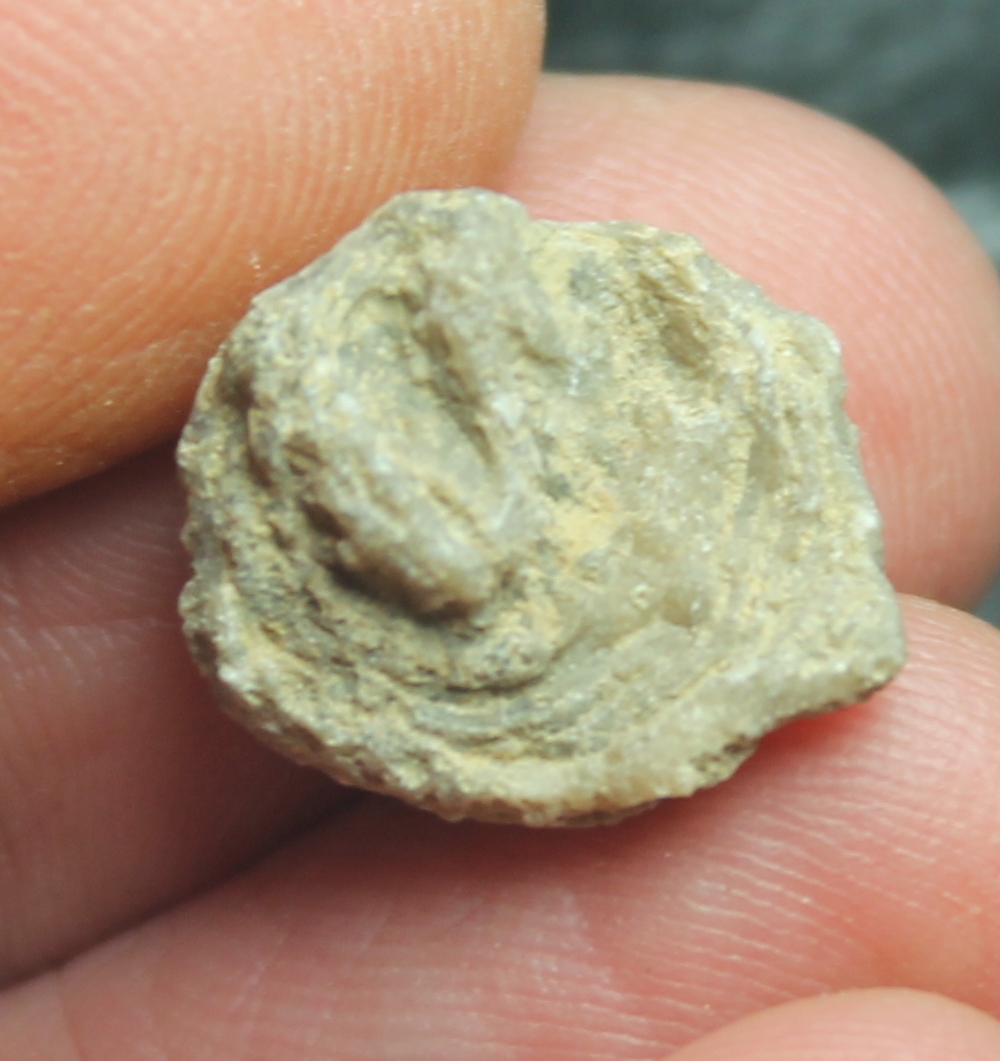 Columactinastraea formosa