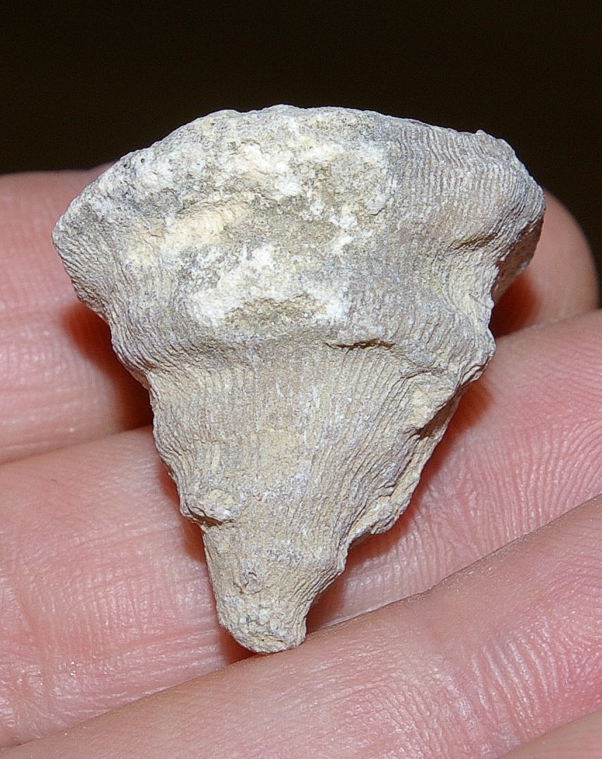 Cricocyathus gemmans